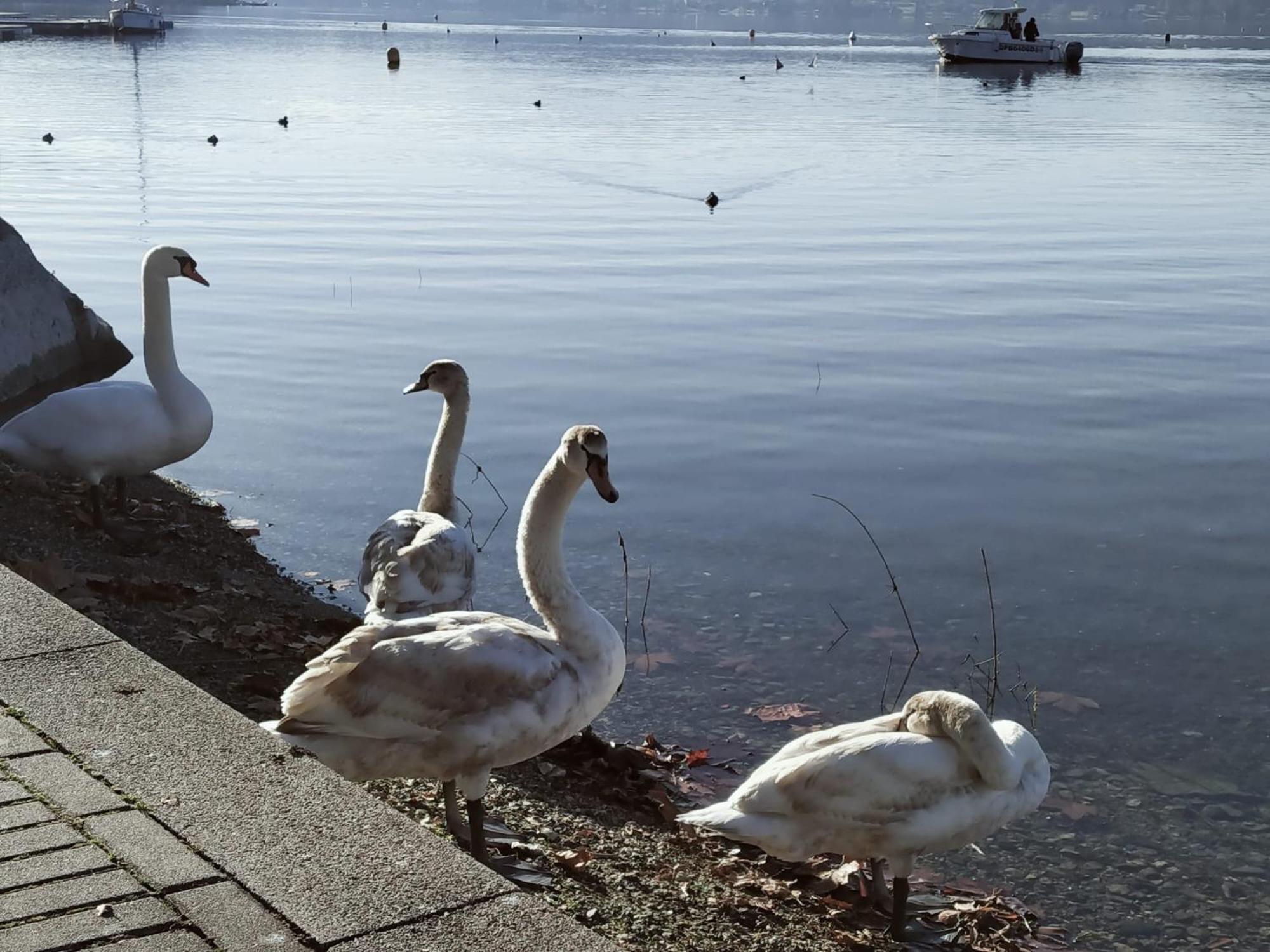 La Casetta Sul Lago Viverone Ngoại thất bức ảnh